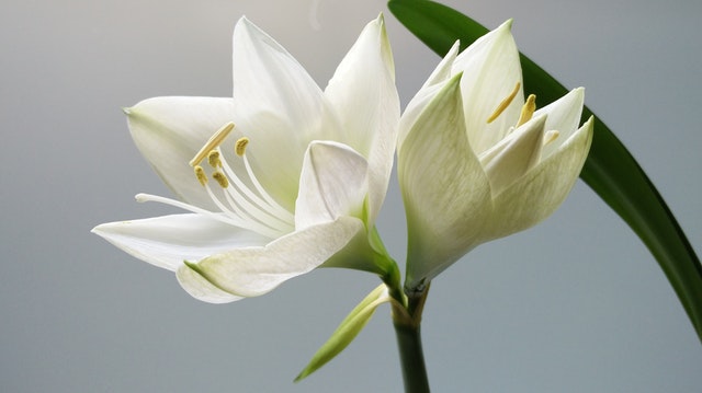 white lily.jpeg