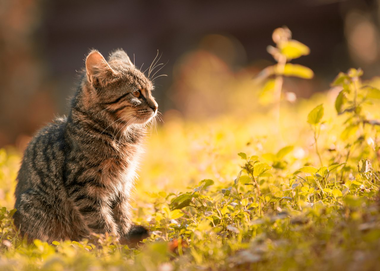 Kitten Flower.jpeg