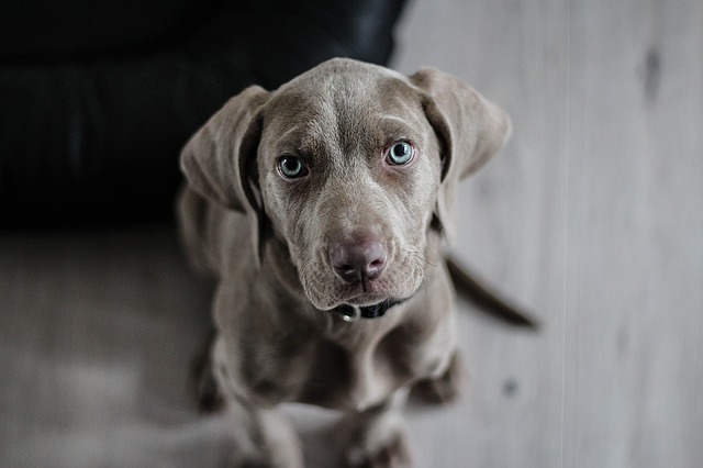weimaraner-1381186_640.jpg