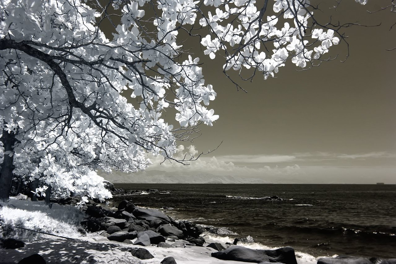 B&W Sea Scape Tree.jpeg