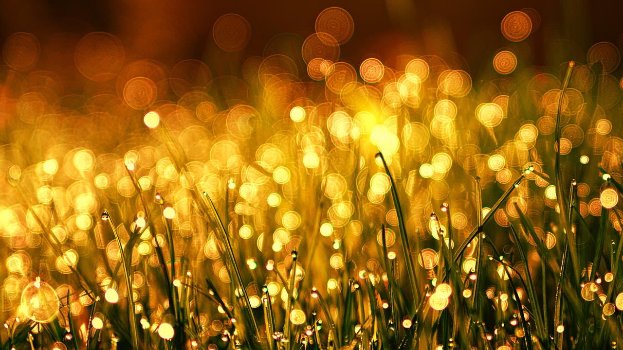 Golden Lighted Grass.jpeg