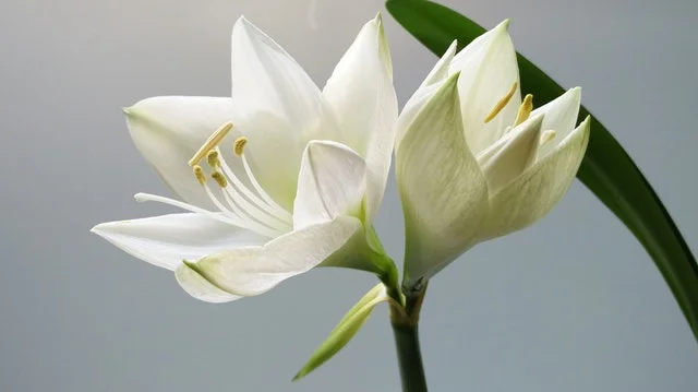 white lily.jpeg