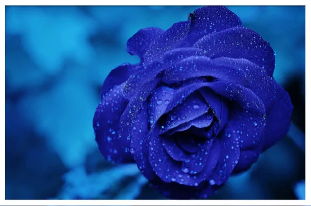 bluerose_frame.jpg