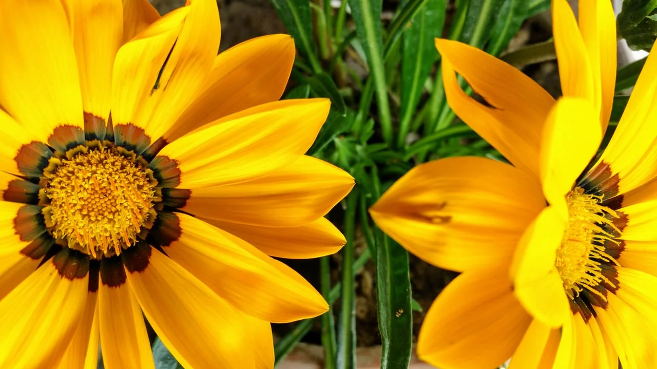 beautiful-beautiful-flowers-bloom-326826.jpg