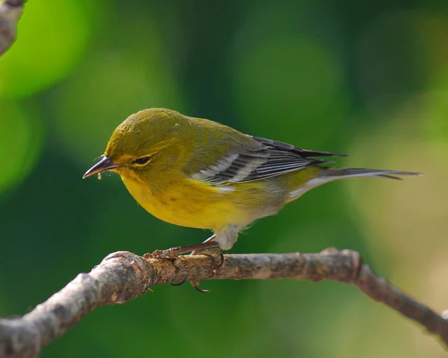 yellow_warbler (1).jpg
