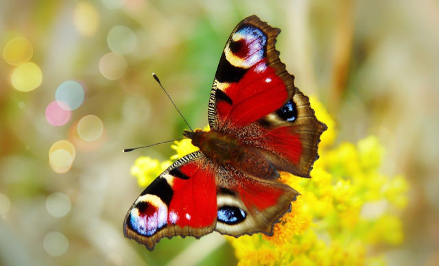 Butterfly_Painted_Peacock_Small.jpg