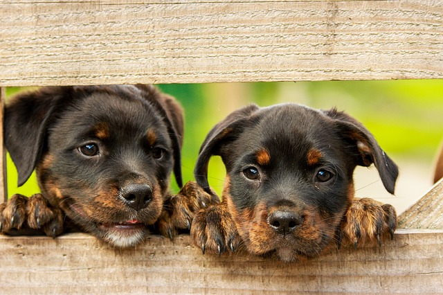 rottweiler-1785760_640.jpg