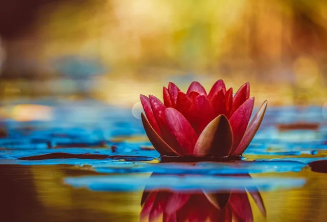 waterlily.jpg