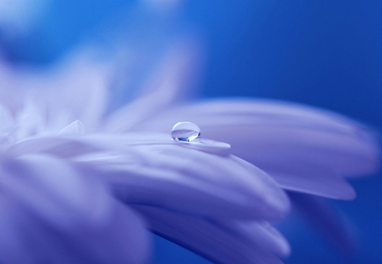 drop-of-water-drip-flower-plant-40752.jpg