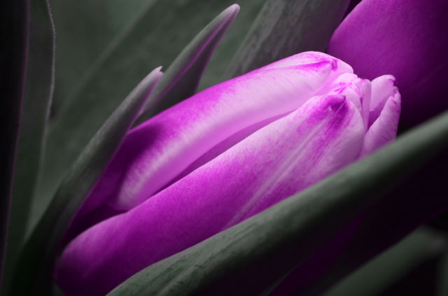 Purple_Tulip_Nested_small.jpg