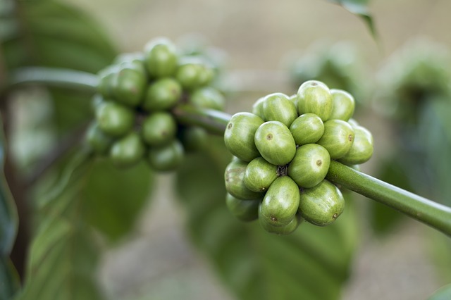coffee-1869340_640.jpg