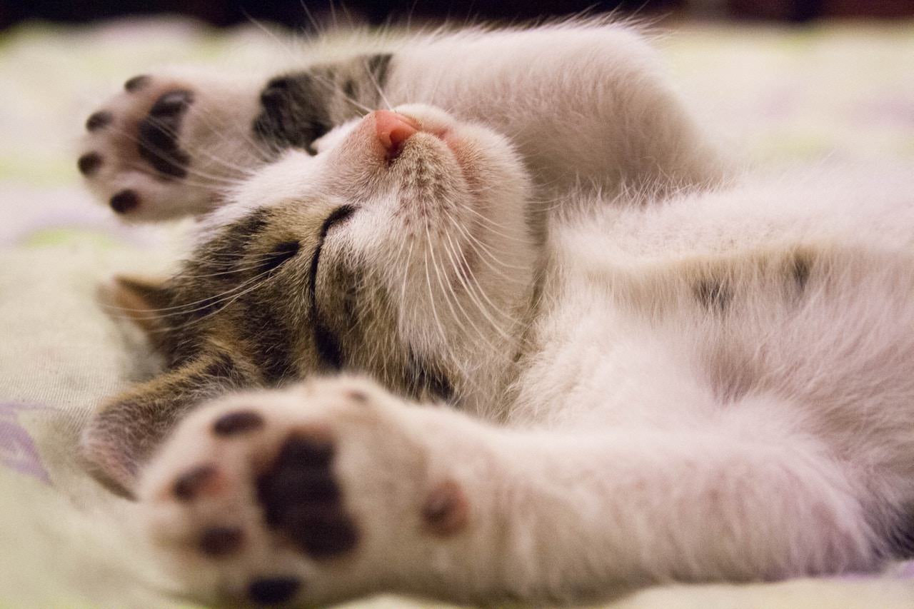 kitten.jpeg