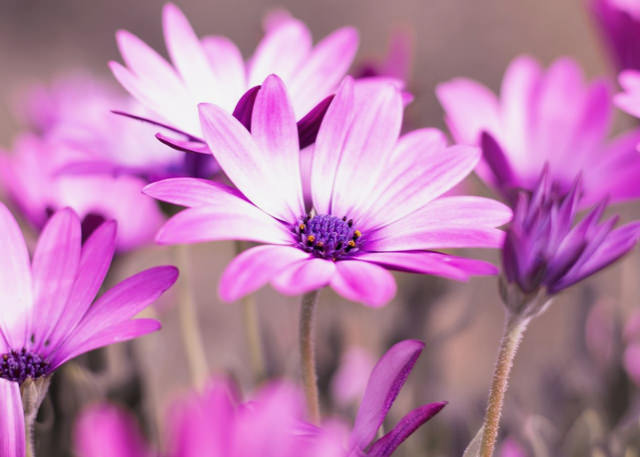 Pink_AfricanDaisy_small.jpg