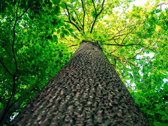 log-946325_640.jpg