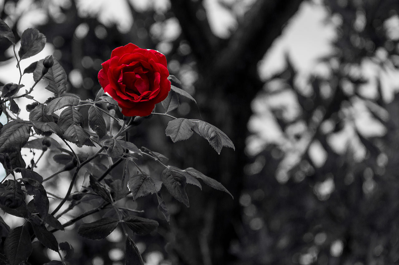 Red Rose - B&W background copy.jpg