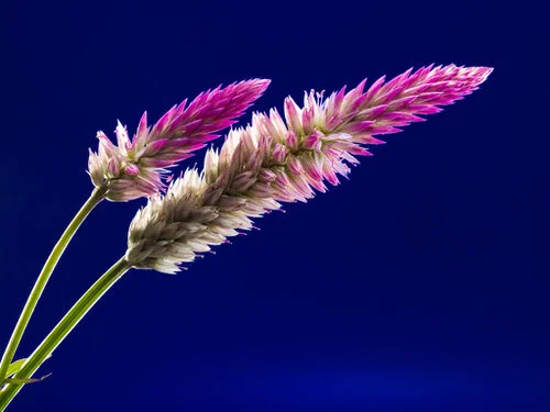 blossom-bloom-flower-wild-flower-62652.jpg