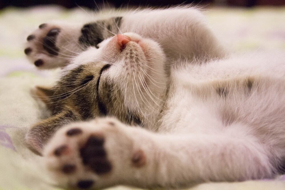 kitten.jpeg