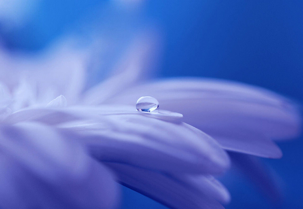 drop-of-water-drip-flower-plant-40752.jpg