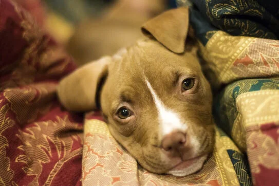 PitBull_Pup (1).jpg