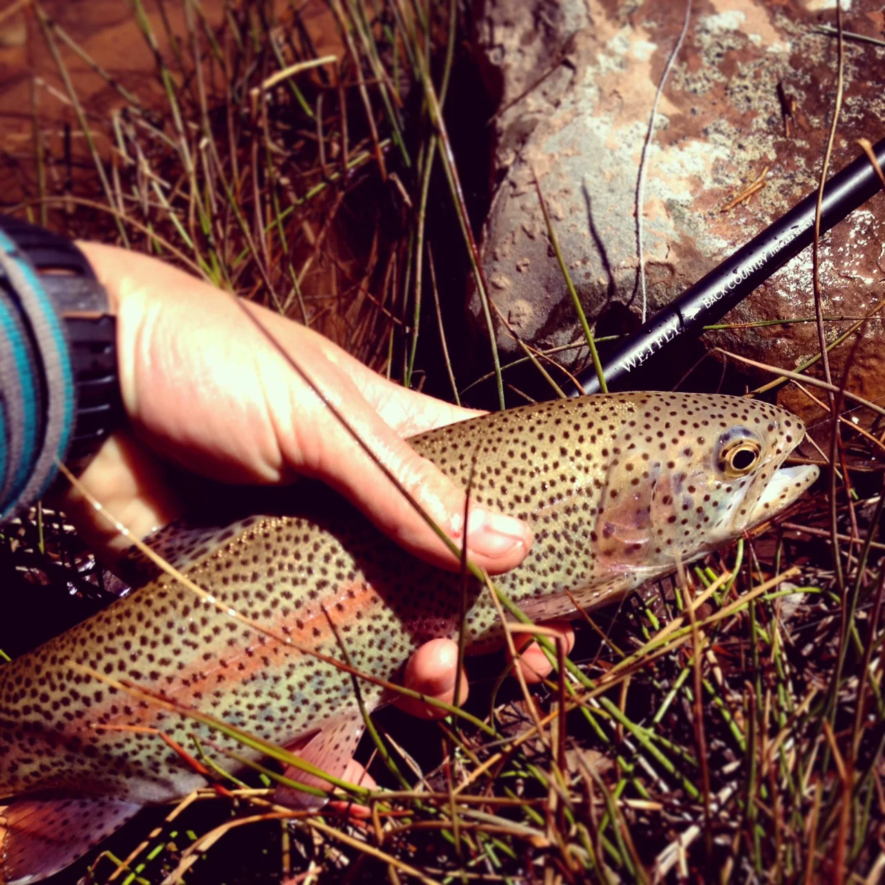 Teach A Woman To Fish