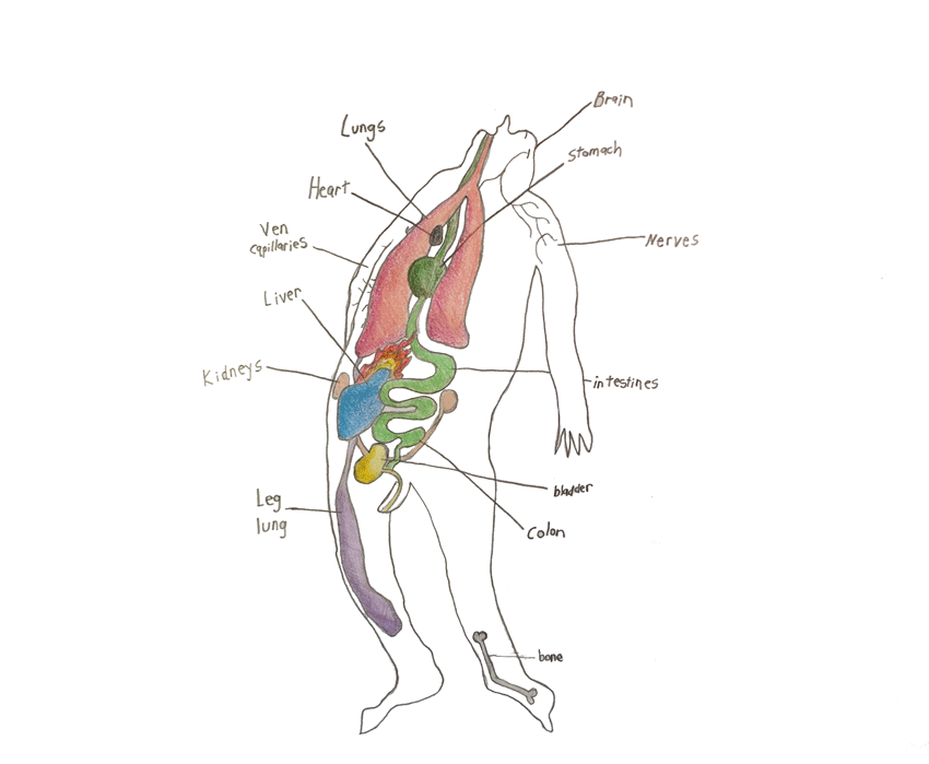 Anatomy9.gif