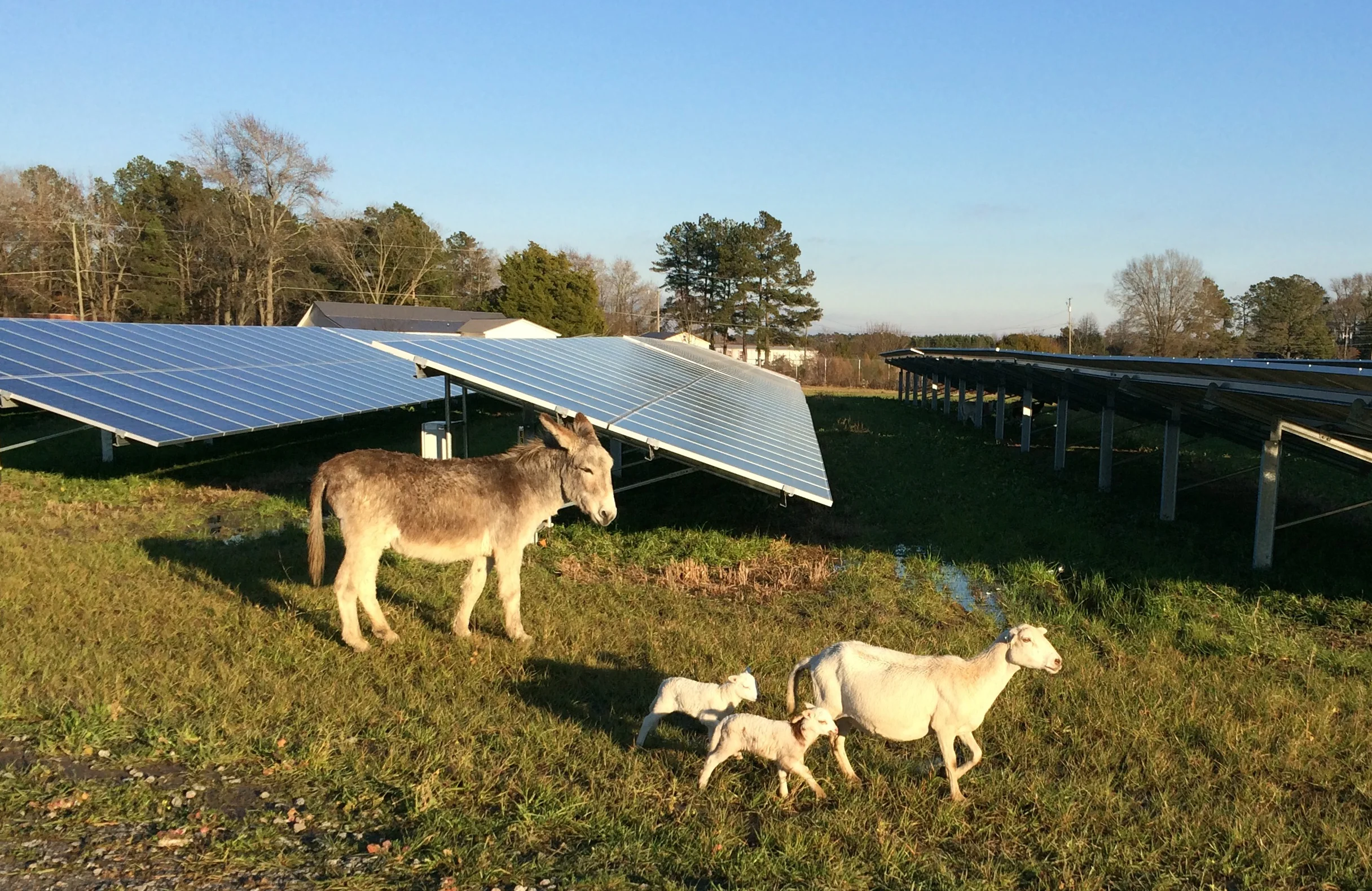 Best Sheep and Solar image.JPG