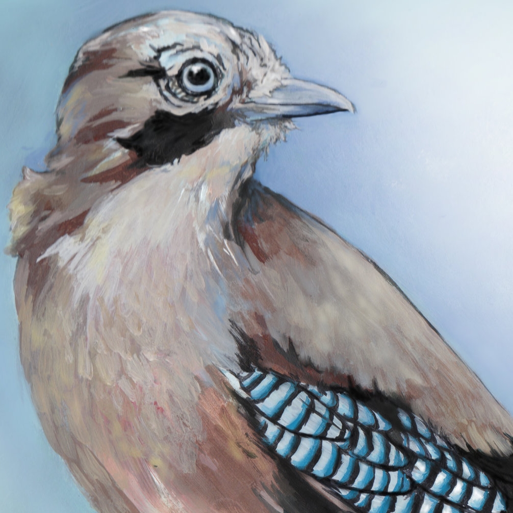 27 Eurasian Jay.jpg