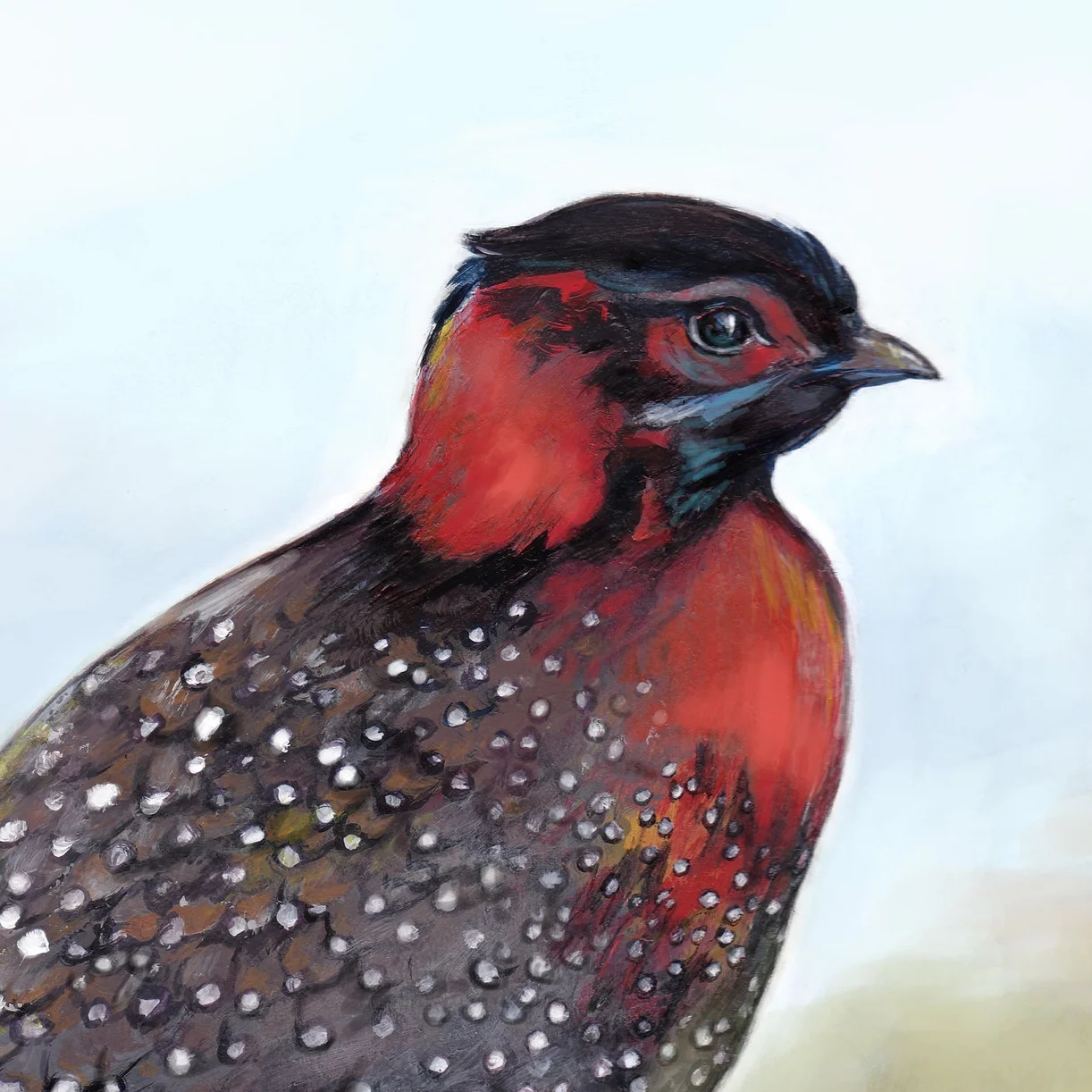 1 Western Tragopan Pheasant.jpg