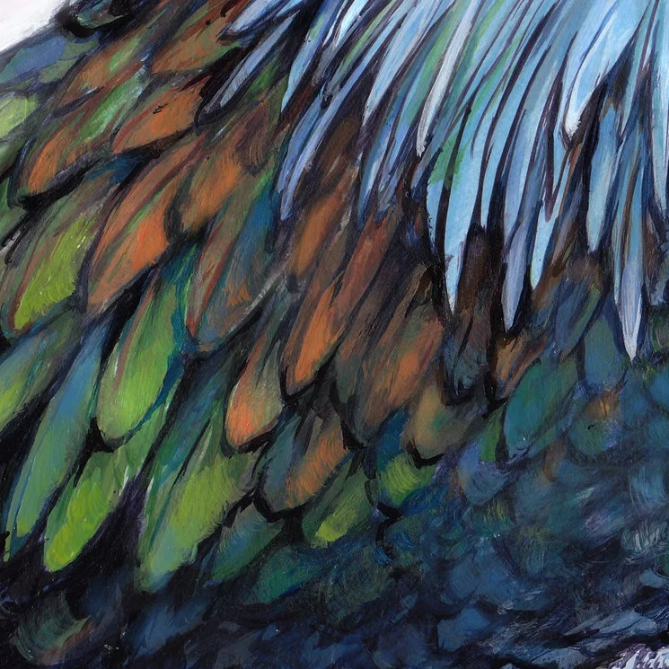 5 Nicobar Pigeon.jpg