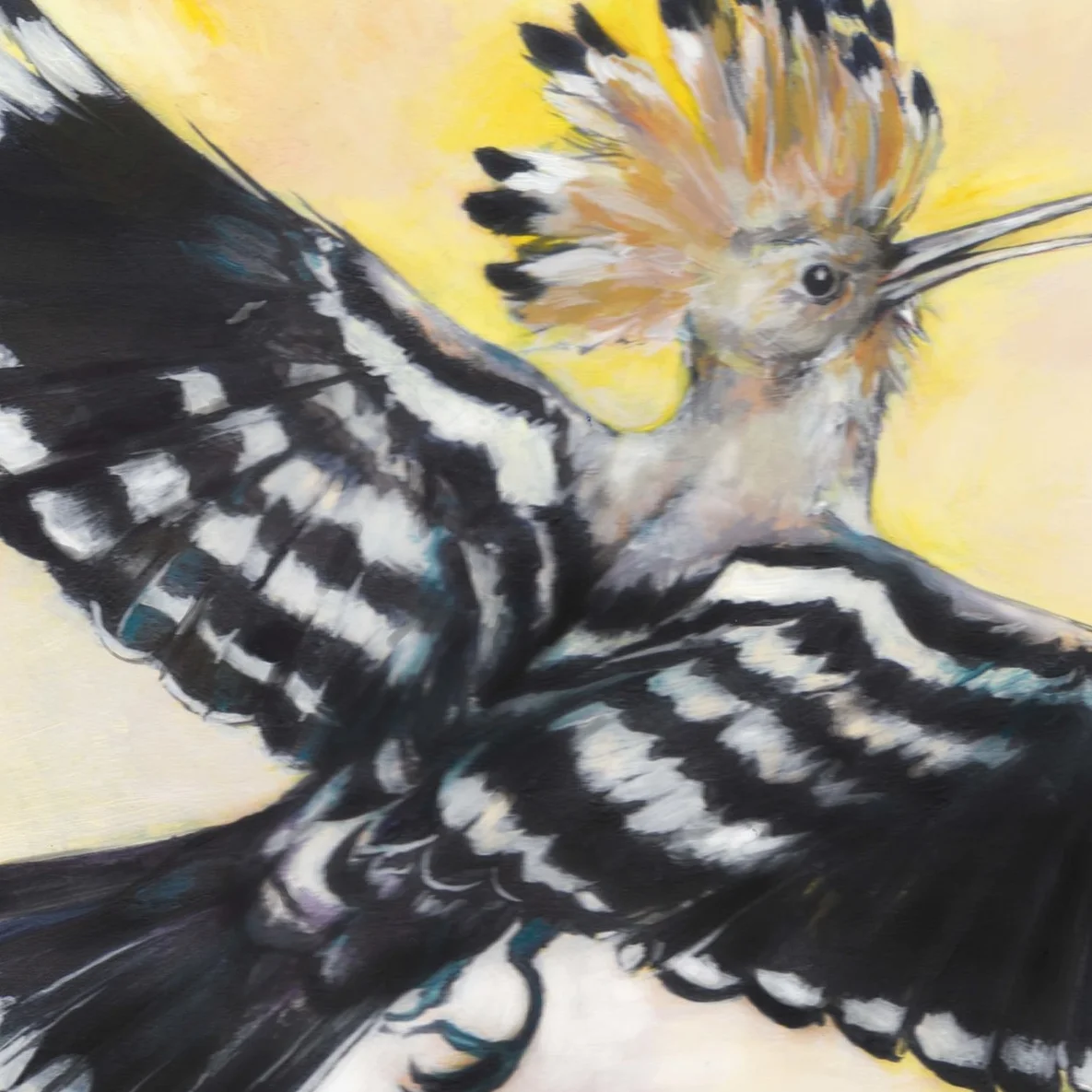14 Hoopoe.jpg