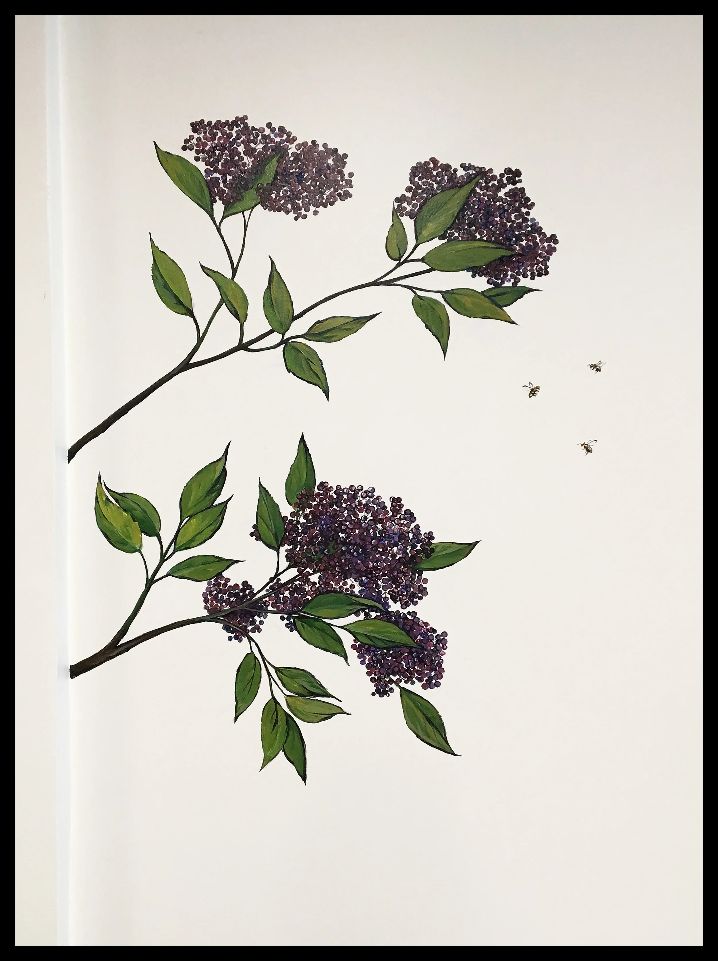 Detail of Elderberry from Mickleberry Garden’s Portland offices
