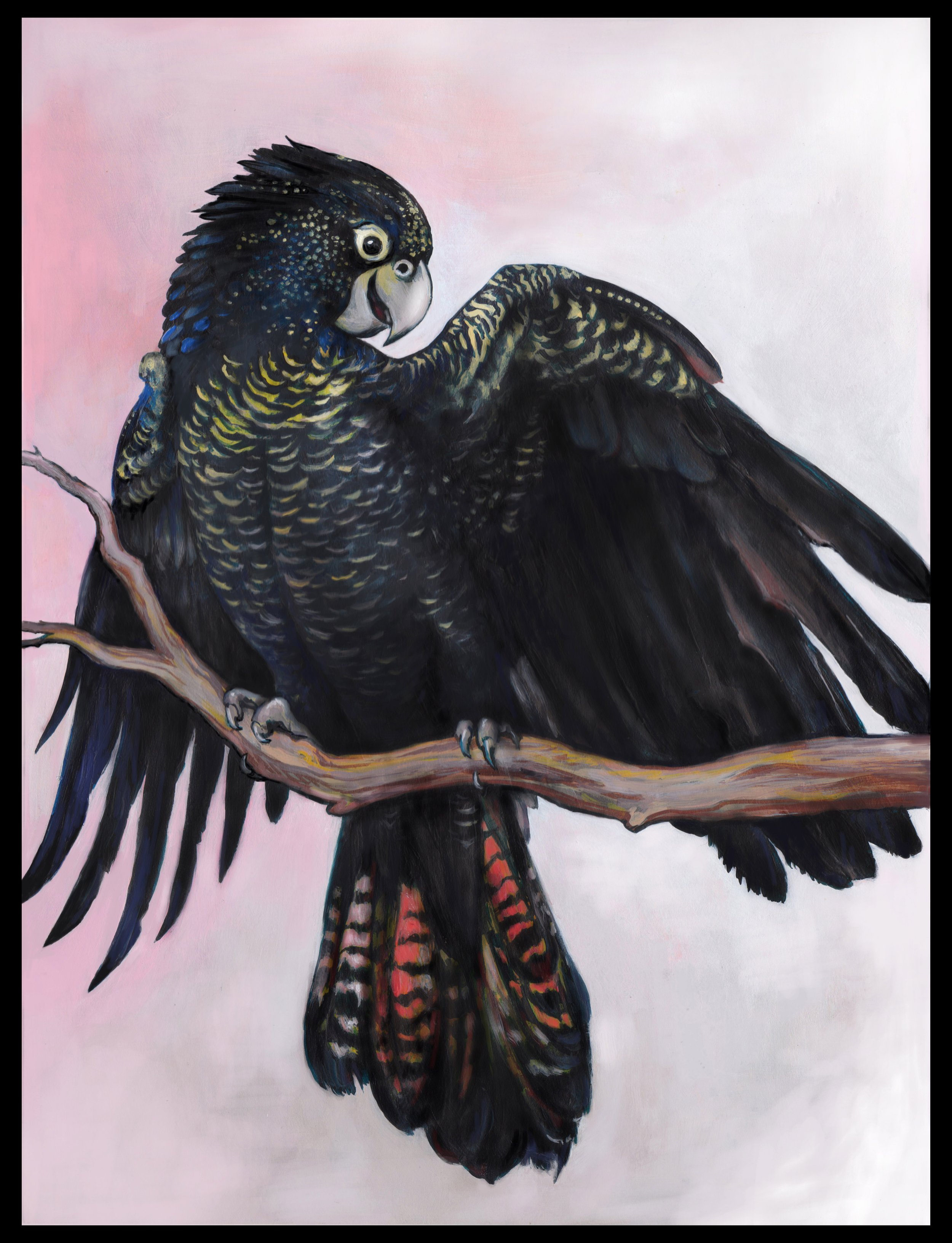 Banksian Red Tailed Cockatoo for FeatherCraft book