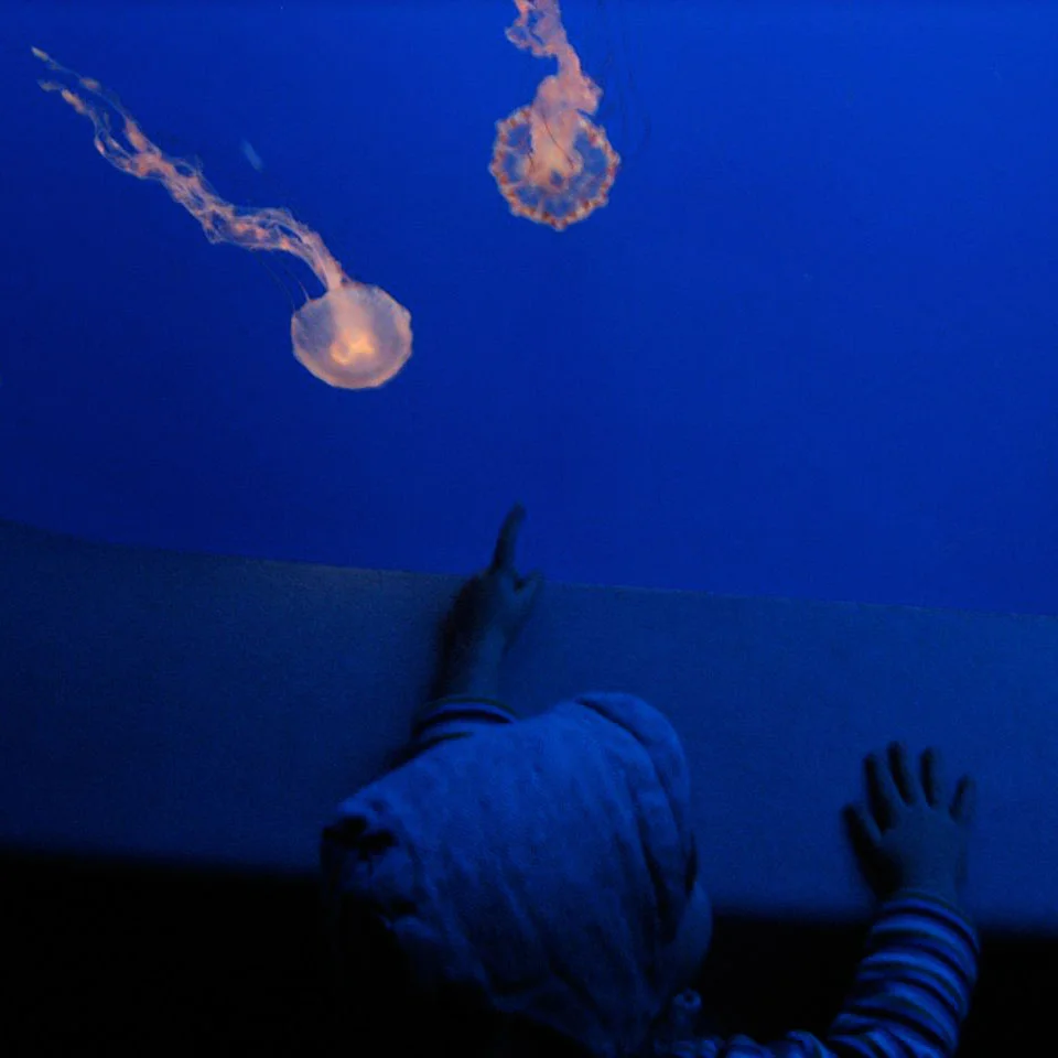   Baby meets jellies at Monterrey Bay Aquarium.  