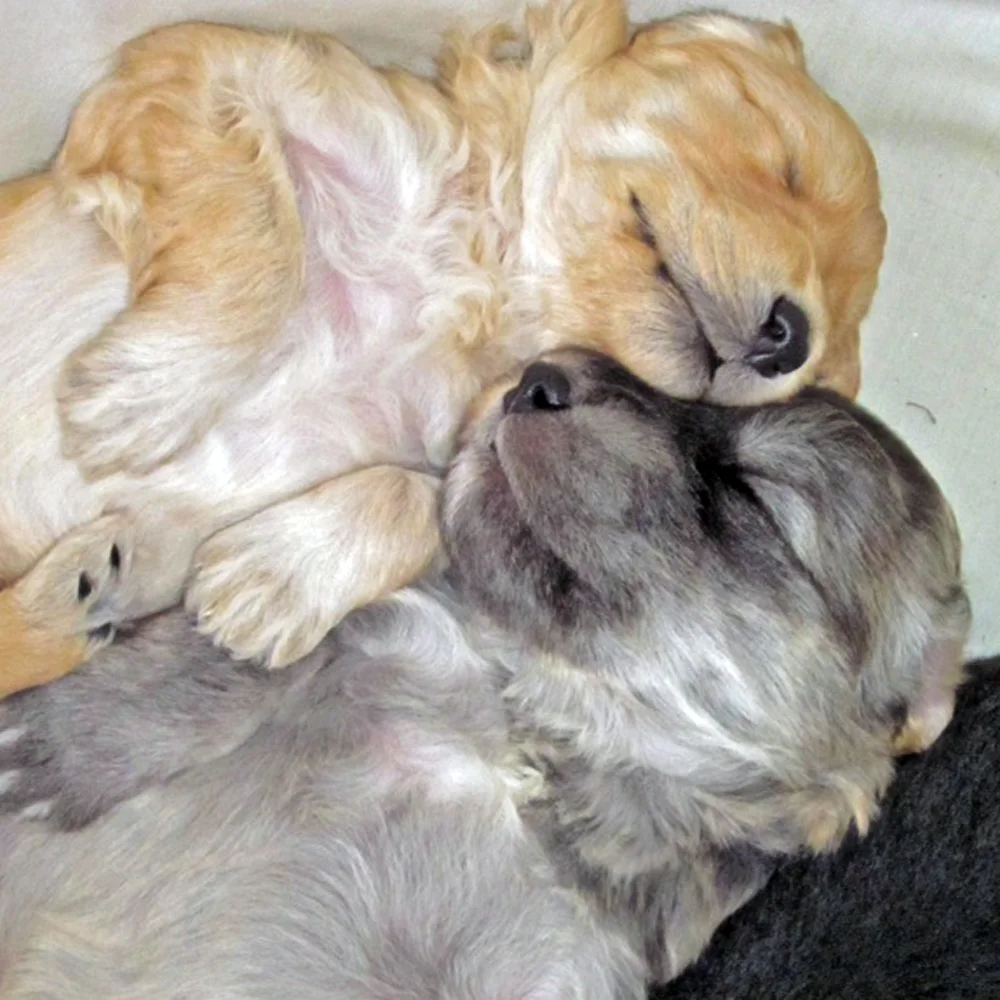   Seamus (left) is so big now, he can almost knock me over.  