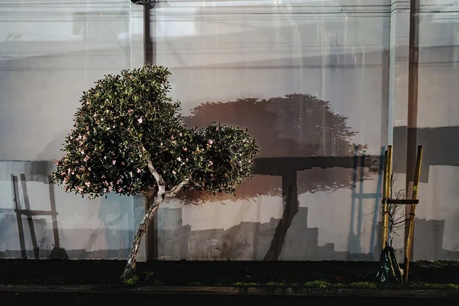 SidewalkGarden1_Bayshore_DSC5610_20126 resize 900.jpg