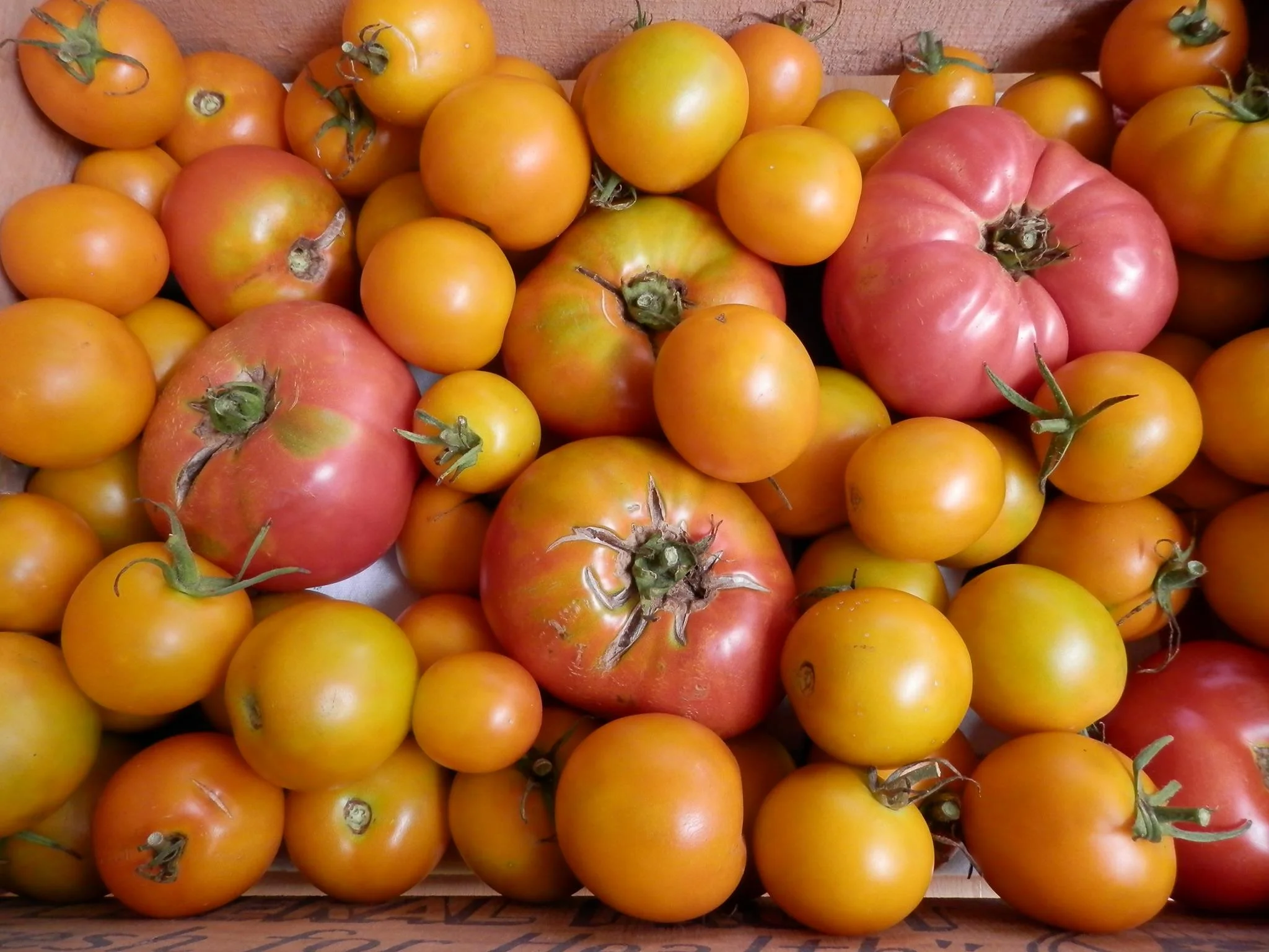 Oodles of Heirlooms!