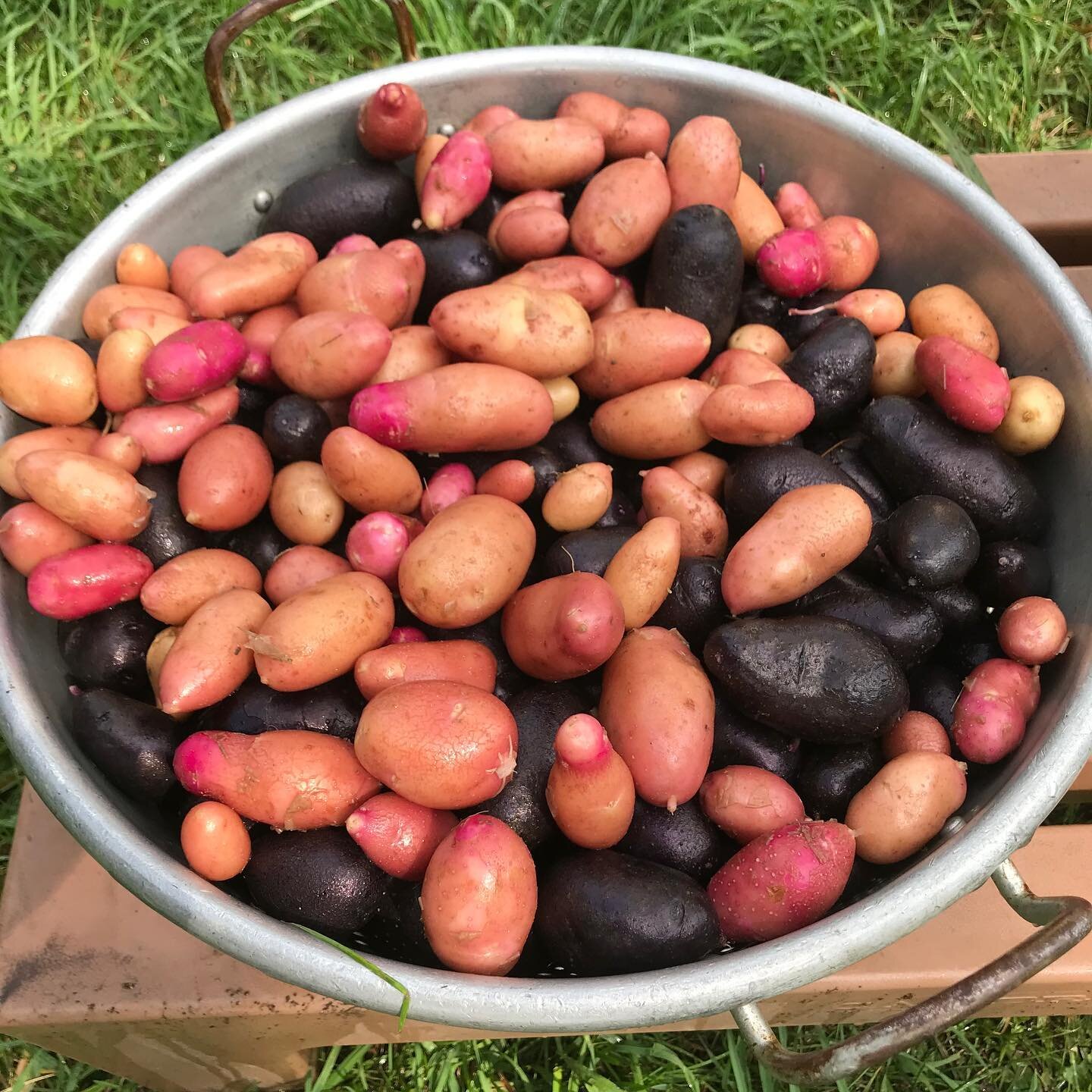 Purple potatoes (purple all the way through) and French finger lunges for color. Both are great tasting and we have both at the Maple Grove Farmers Market today from3pm-7pm. Mrs Koppendrayer&rsquo;s Strawberry RhubarbJam will be there in limited quan