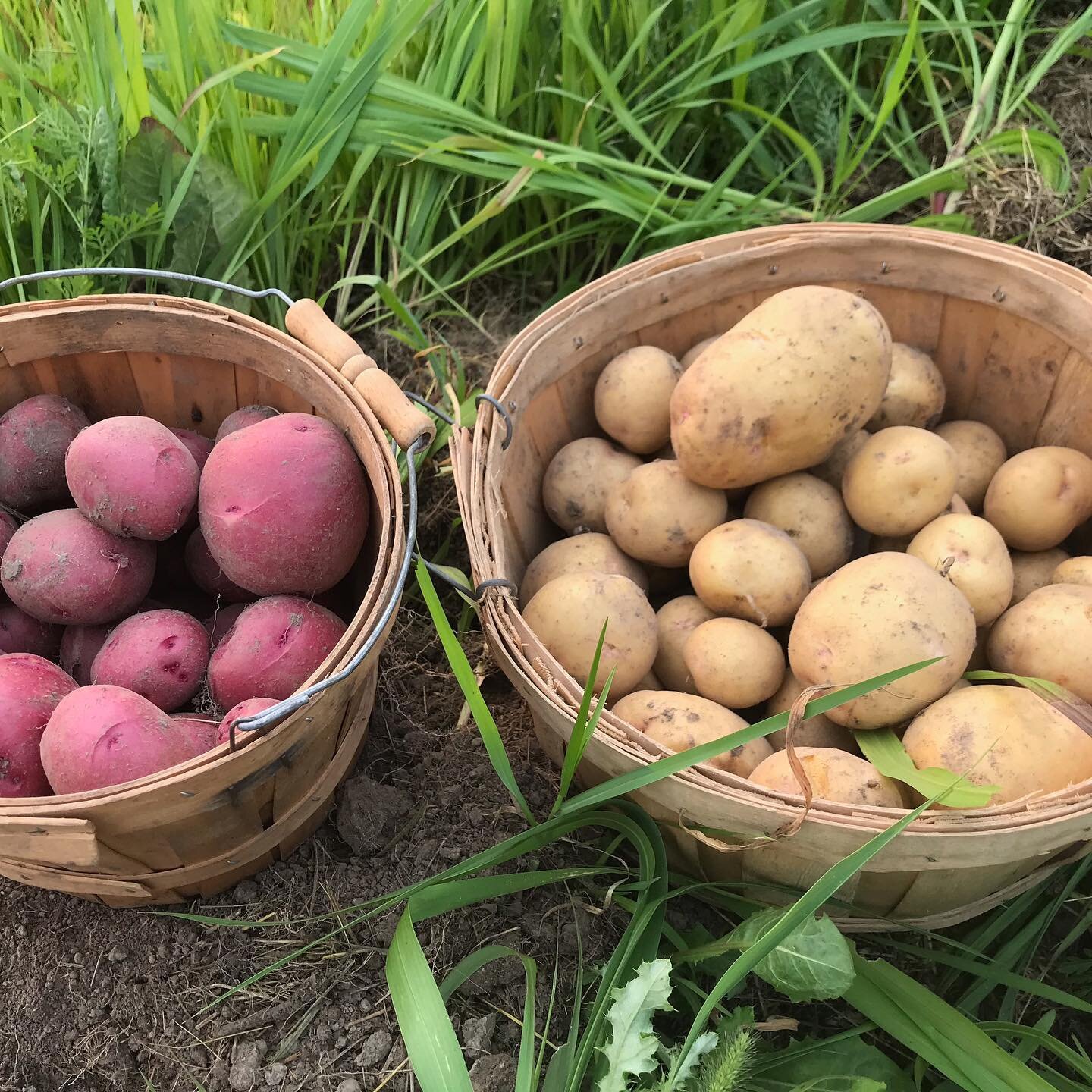 It&rsquo;s potato season. We&rsquo;ve been harvesting our Red Nordland and Yukon Gold potatoes. Come pick some up at the Maple Grove Farmers Market on Thursday afternoons all summer.  #usdaorganic #potatoes #organicfarming #certifiedorganic