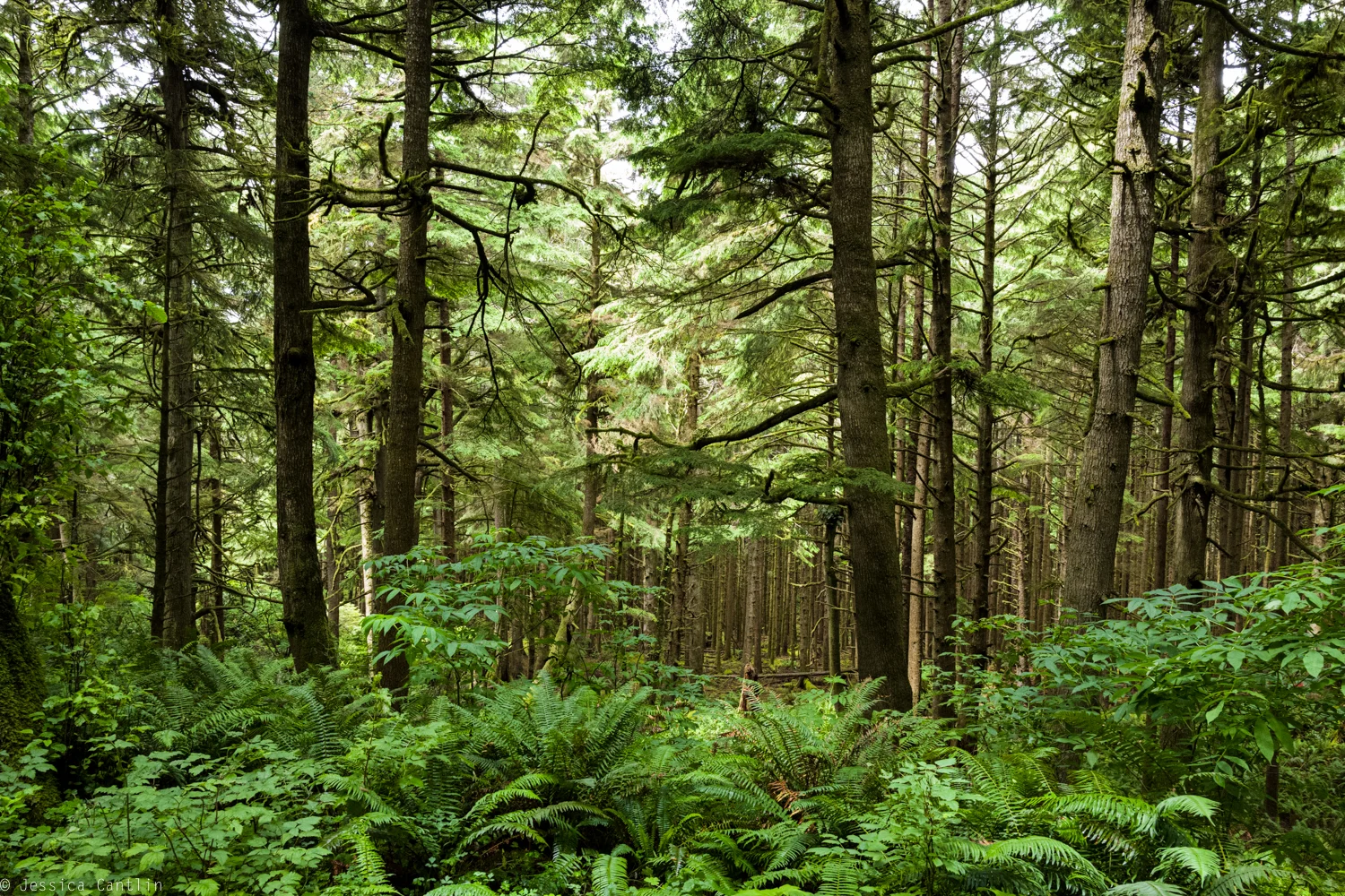 Oregon old growth forest