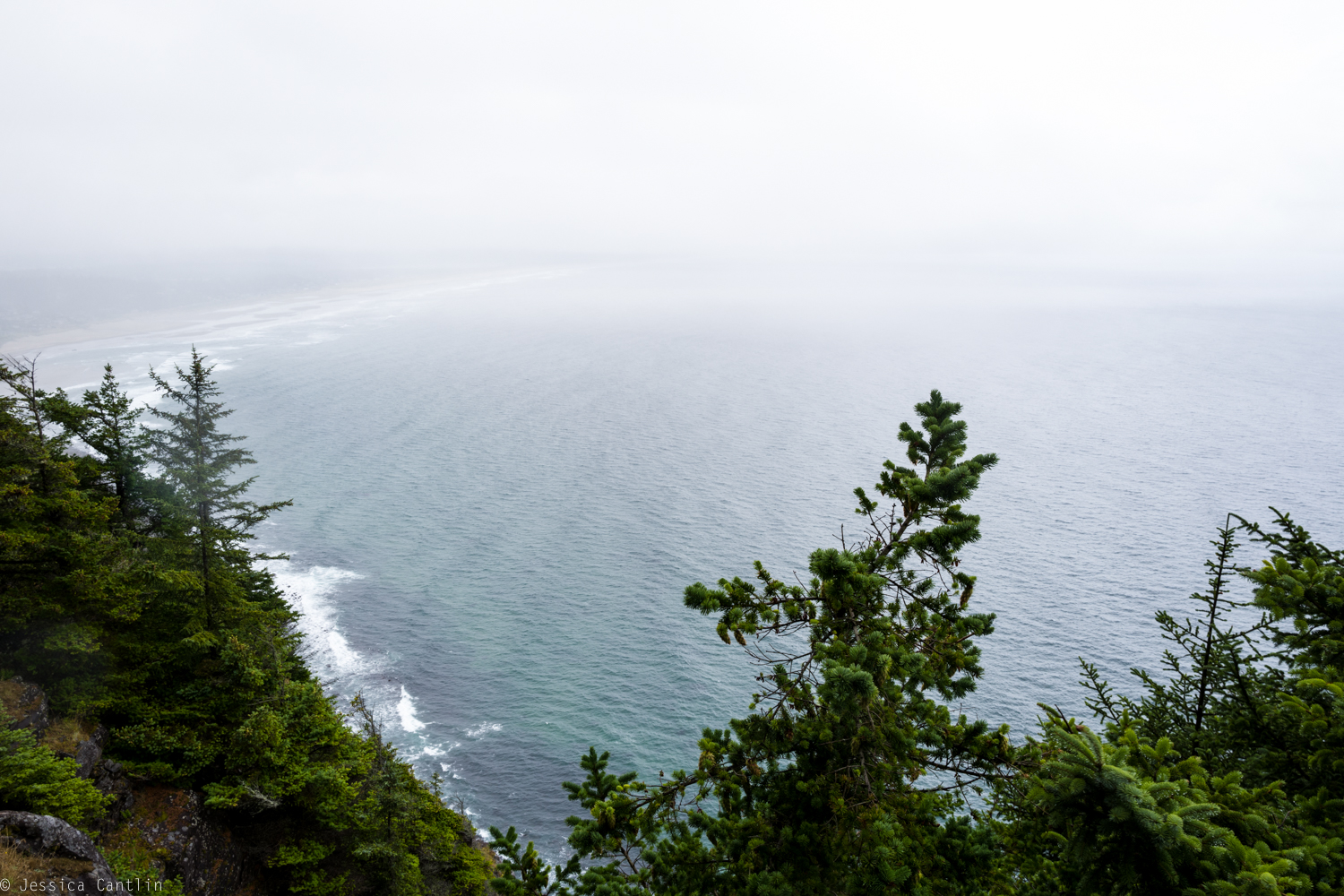 Evergreens above Manzanita