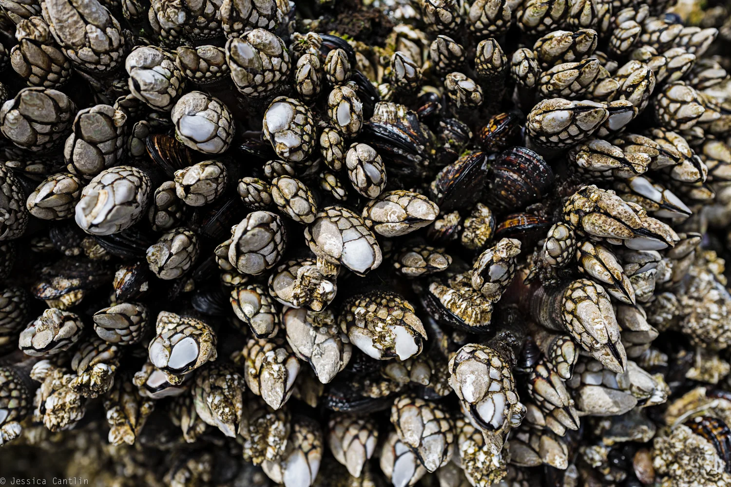 Barnacles