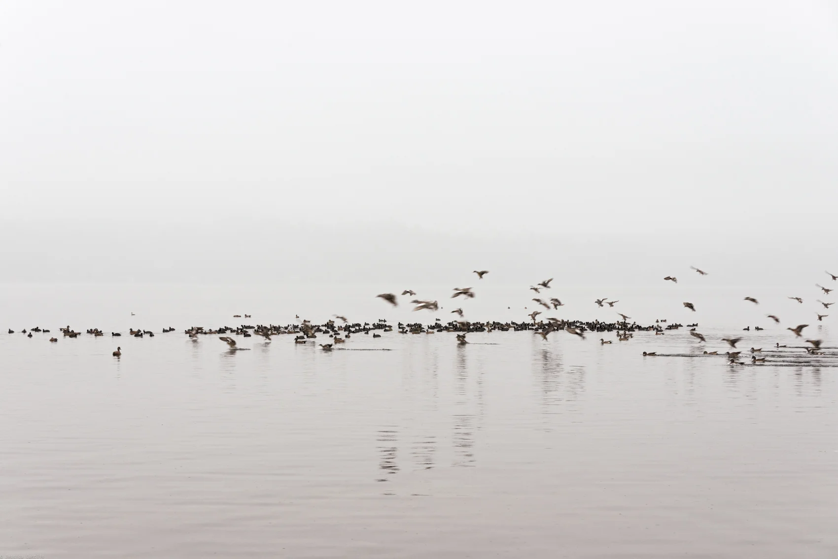 Birds in Fog No. 1 ★ Washington, 2015