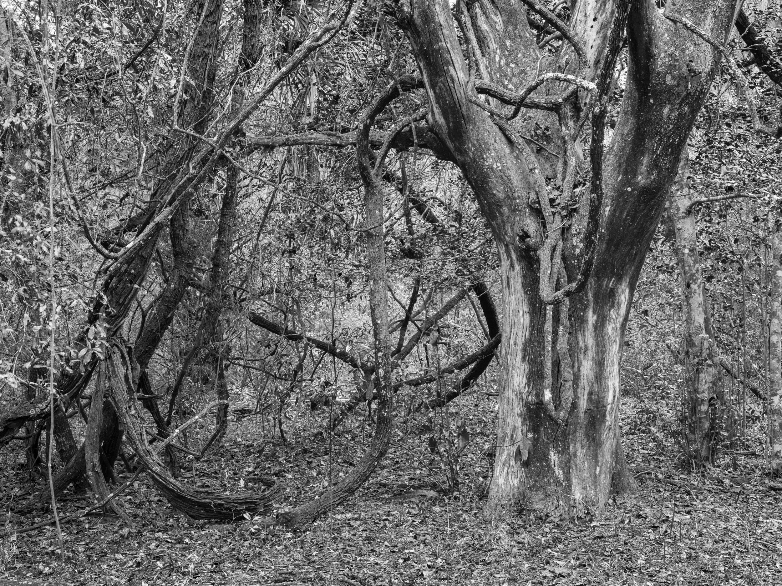   Twisted by Time,  Cumberland Island, 2022 