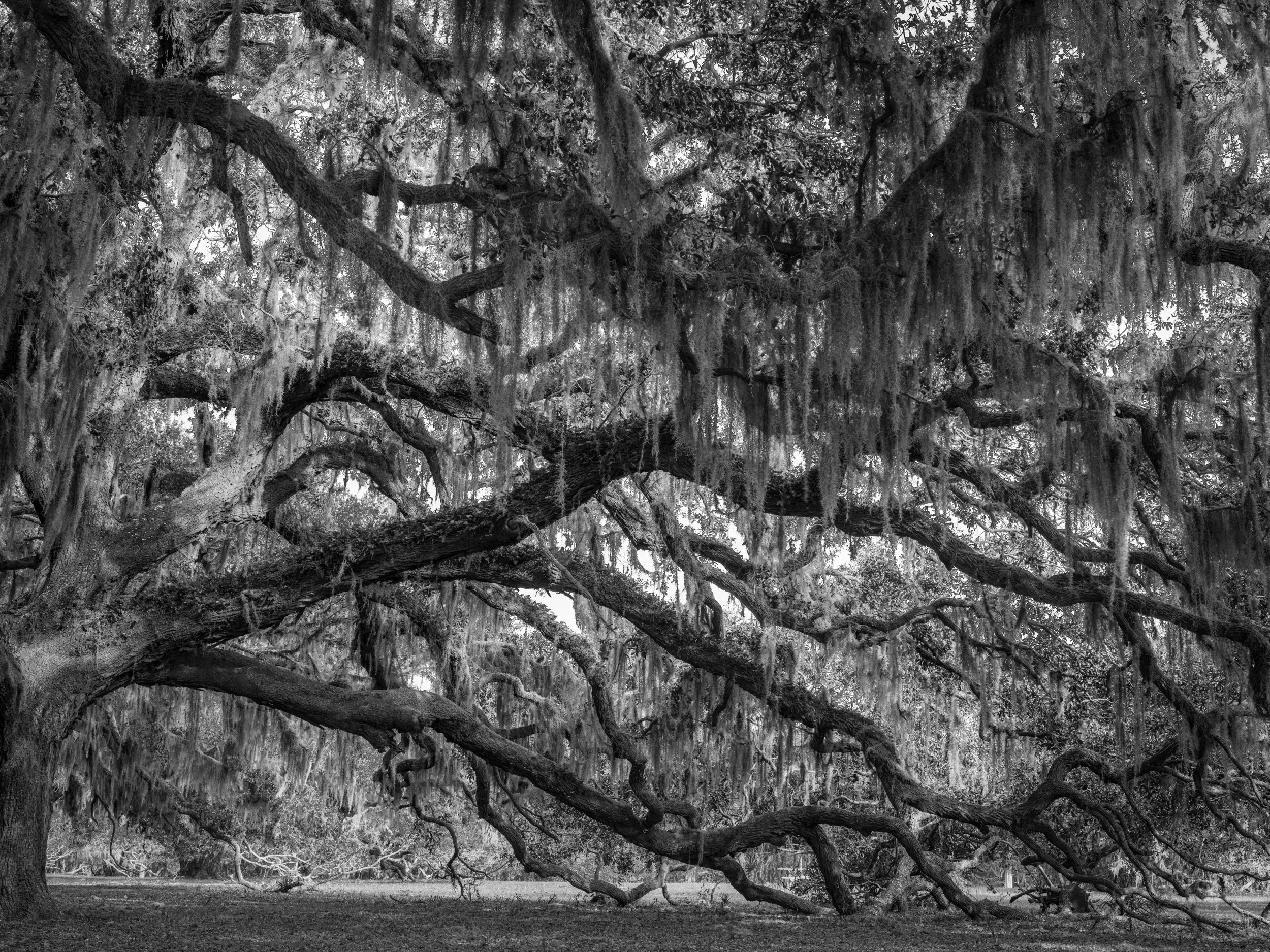   Half of Me,  Cumberland Island, 2022 