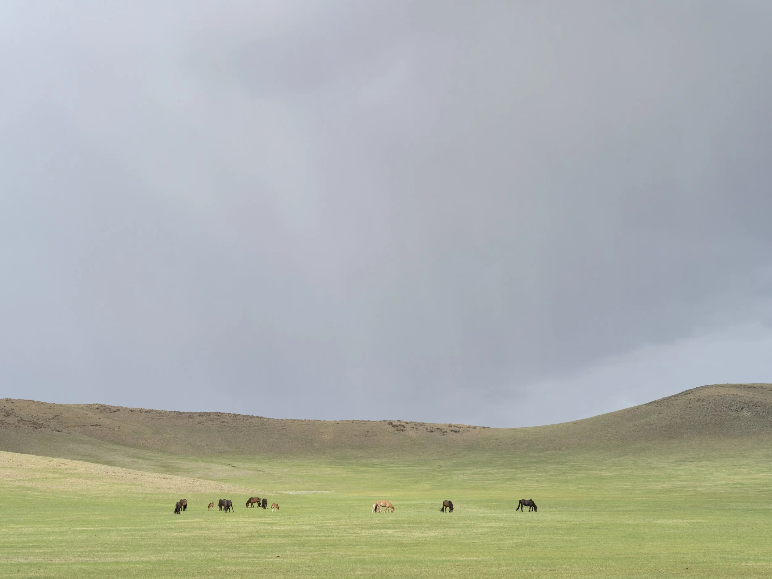   Green Pastures , Mongolia, 2025 