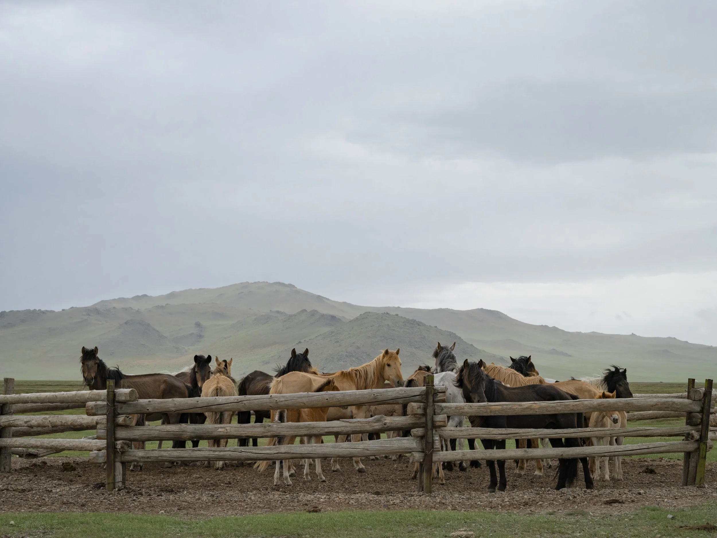   Herd , Mongolia, 2025 