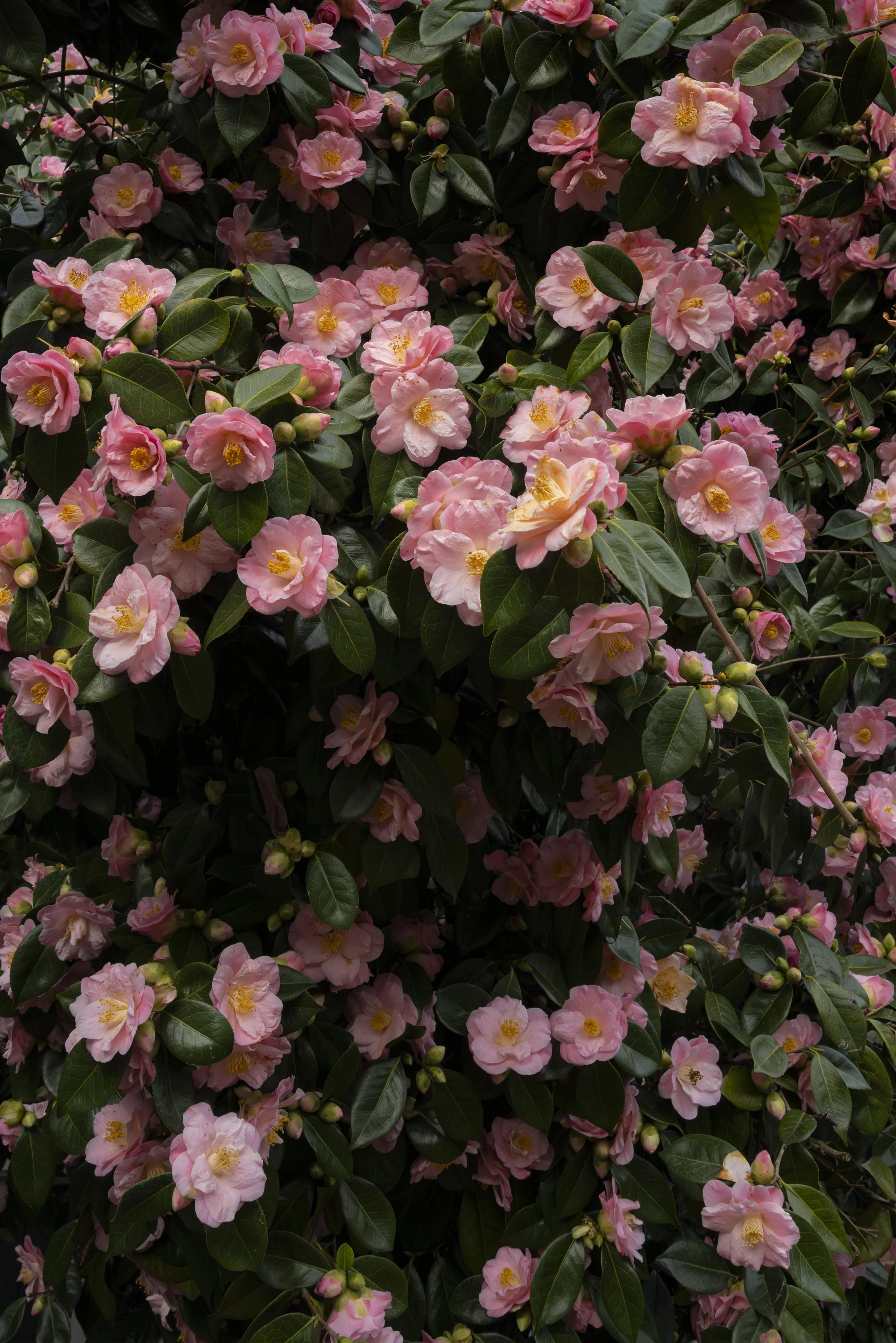   Camelia , Seattle, 2025 