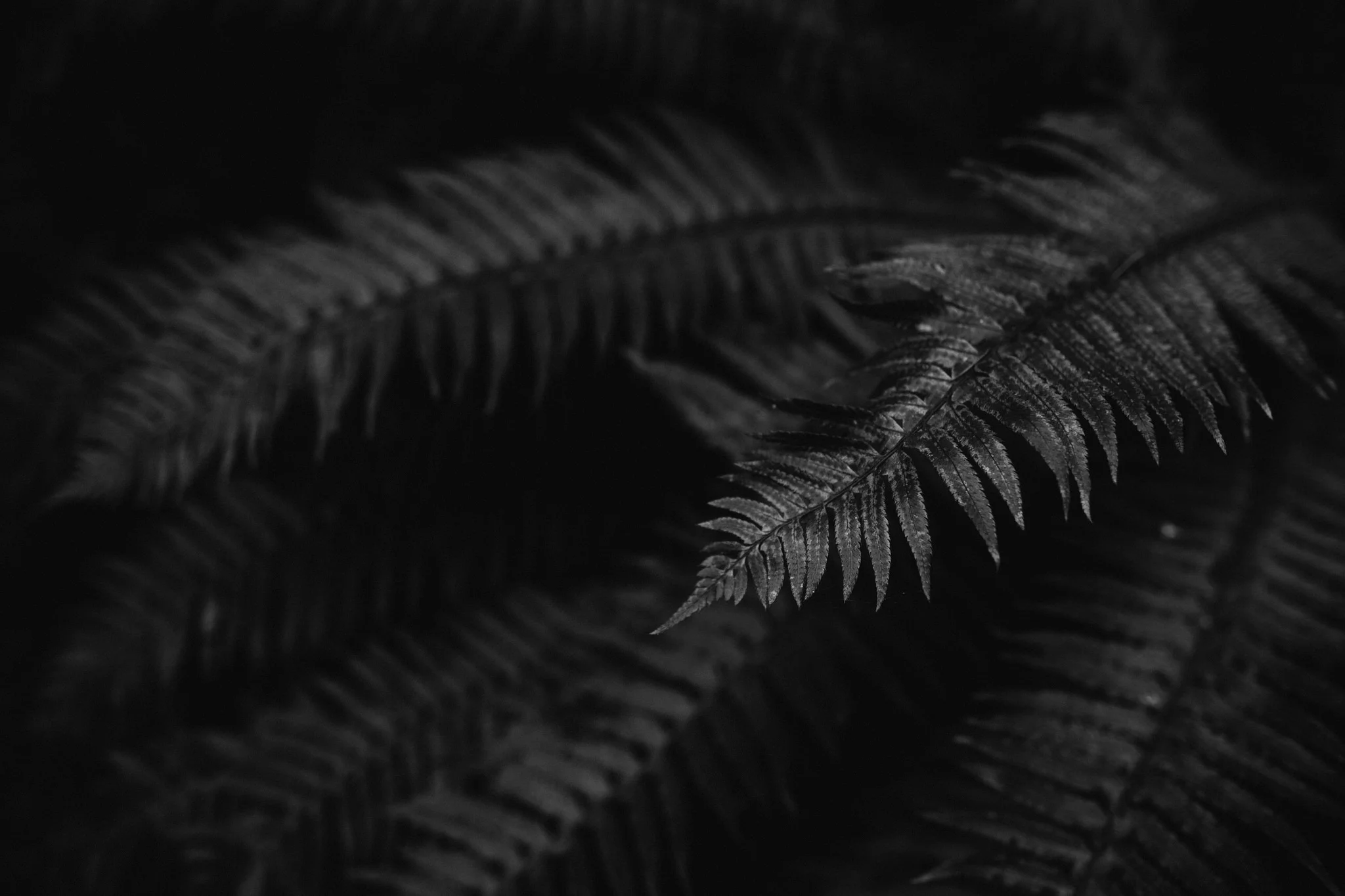 28997865444_55bbcfa1d6_k.jpg