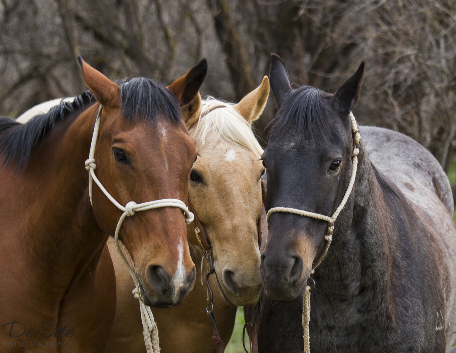 _MG_9299 Three Amigos.jpg
