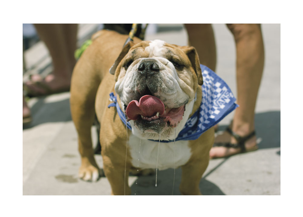 DOG_LA.jpg